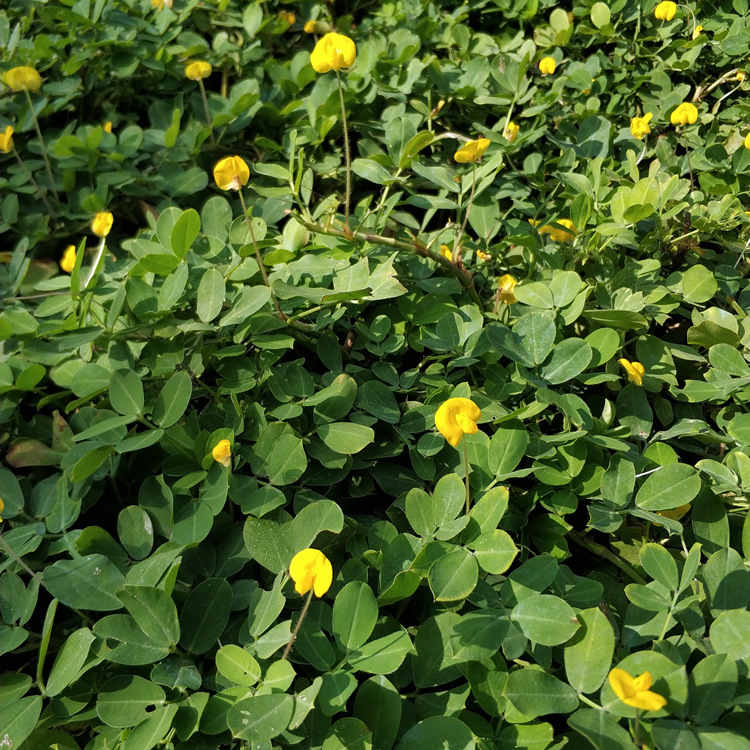 co dau phong hoa vang