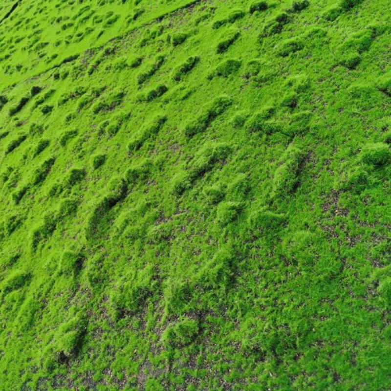 co long heo cho san vuon