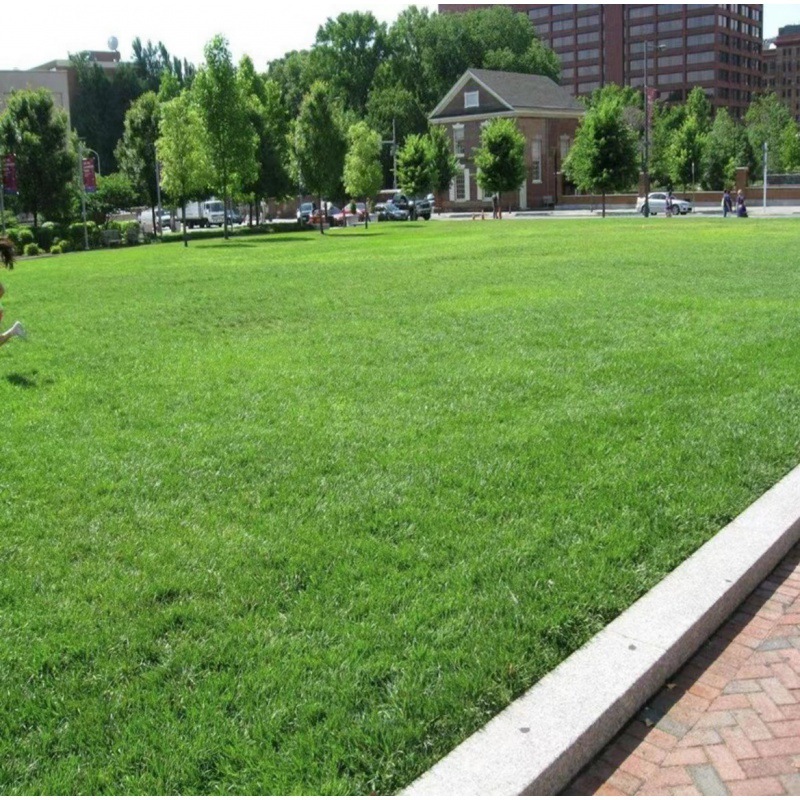 co nhung nhat san vuon