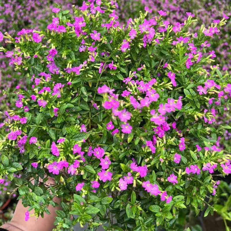 hinh anh cam tu mai (1)