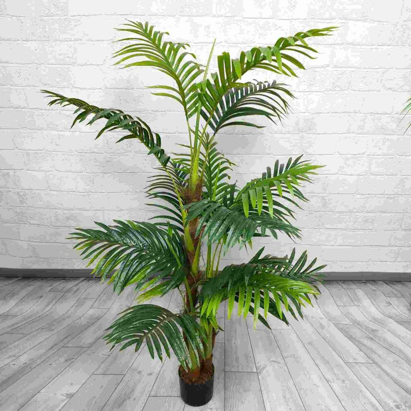 hinh anh cay dua canh