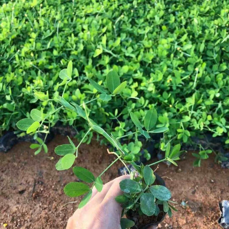 hinh anh co dau phong