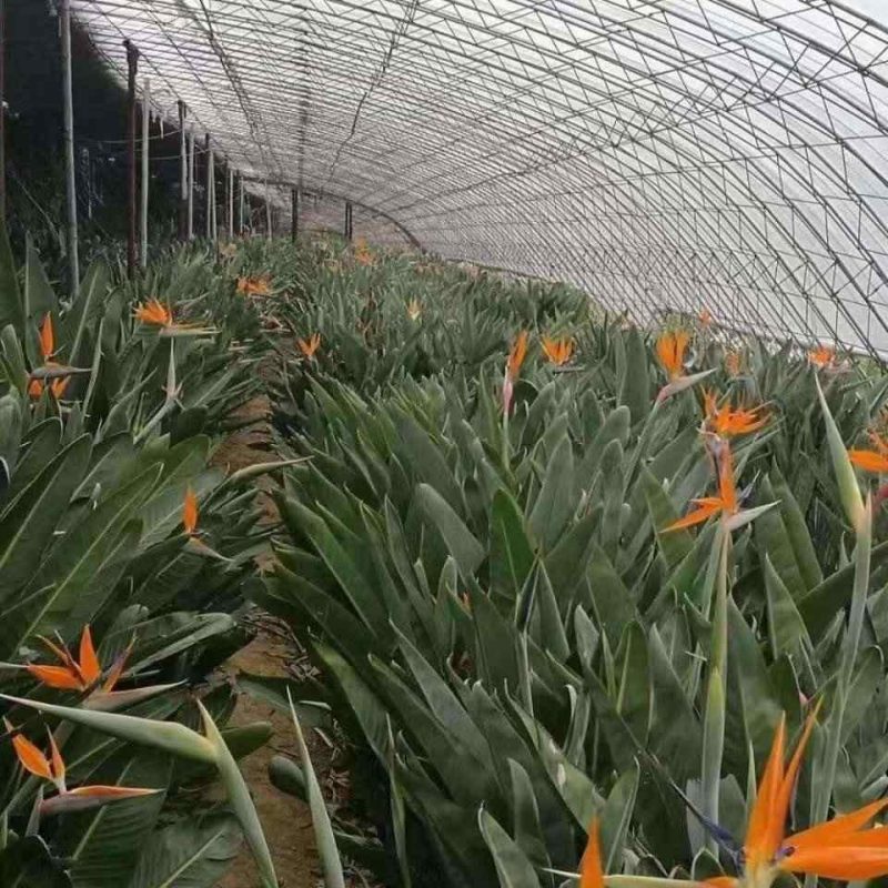 vuon chuoi thien dieu